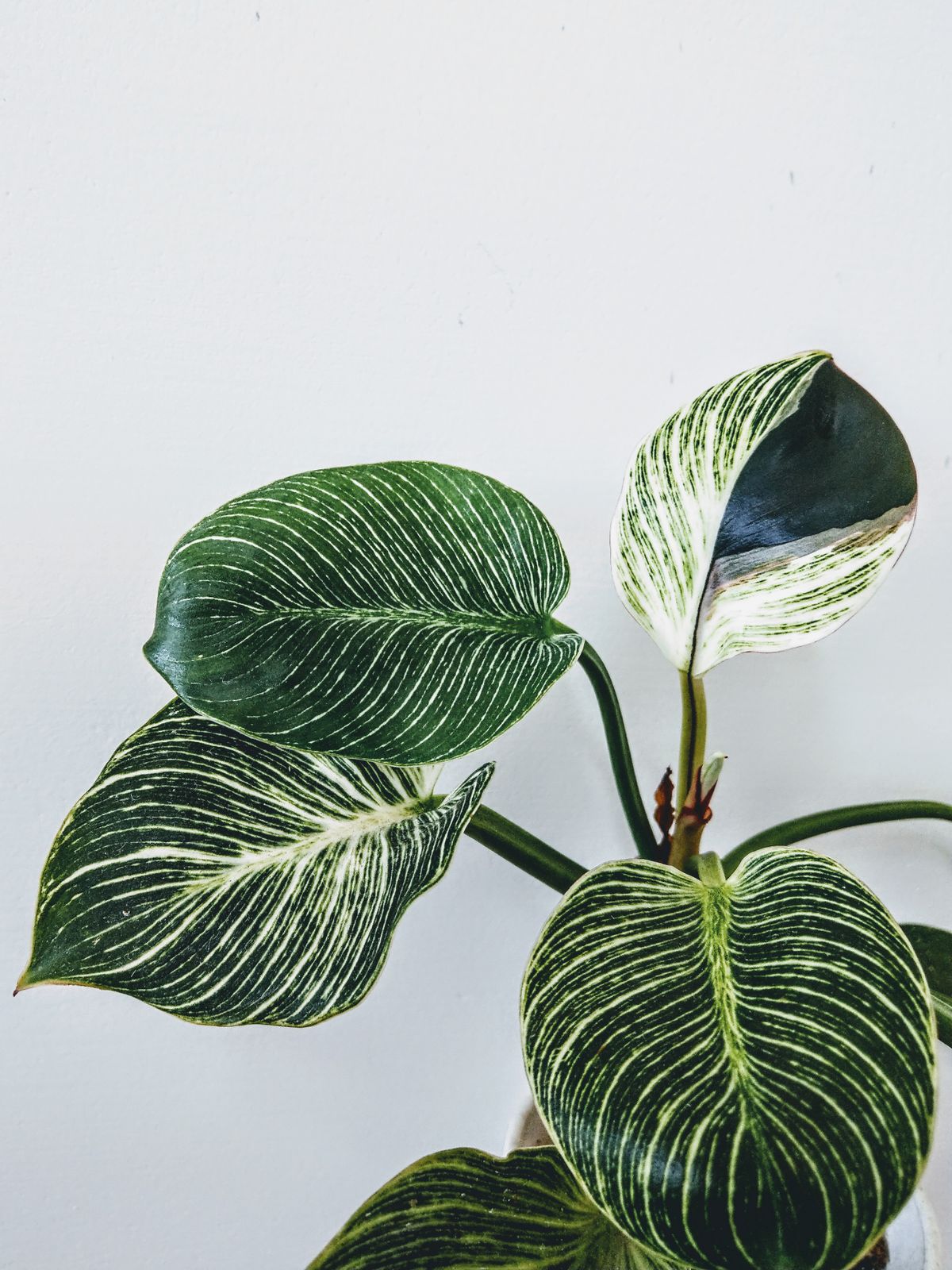 Calathea with patterned leaves