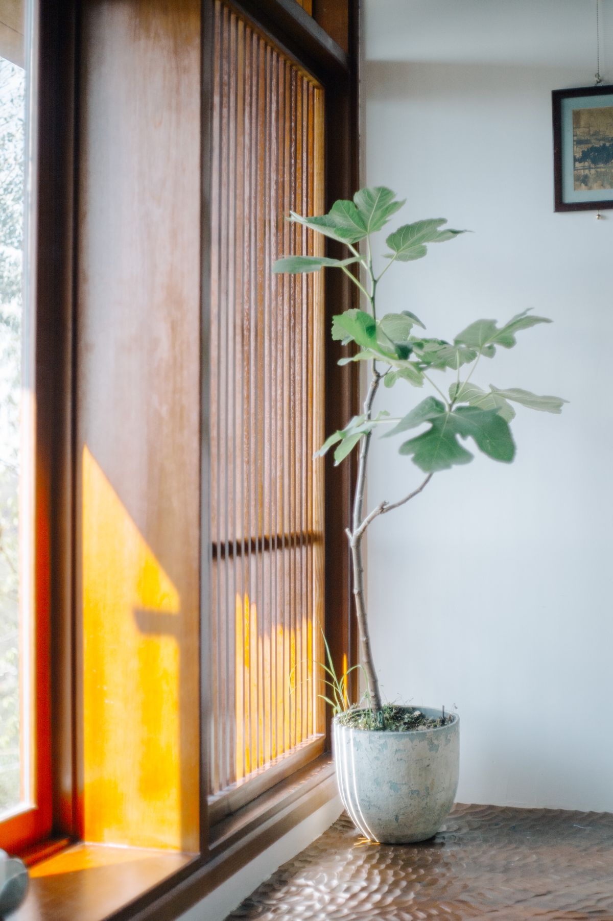 Fiddle leaf fig (Ficus lyrata)