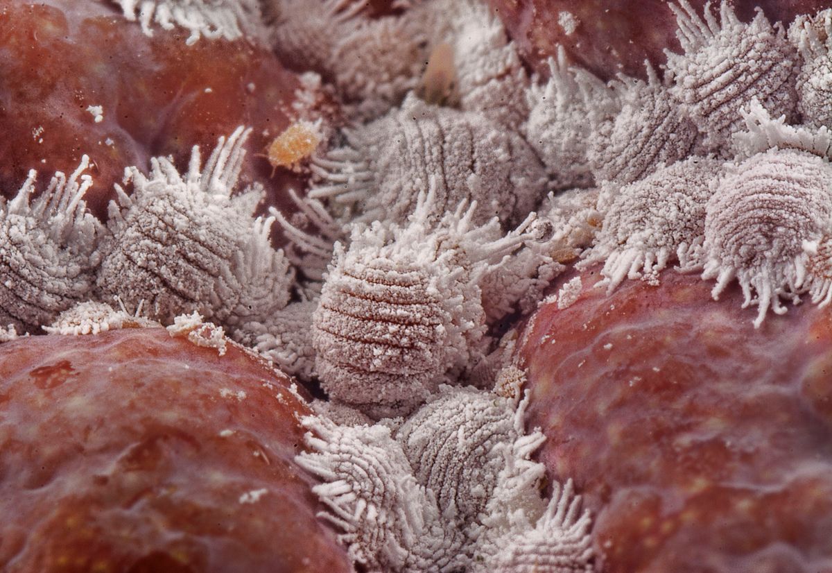 Mealybugs look like small tufts of white cotton clustered where leaves meet stems