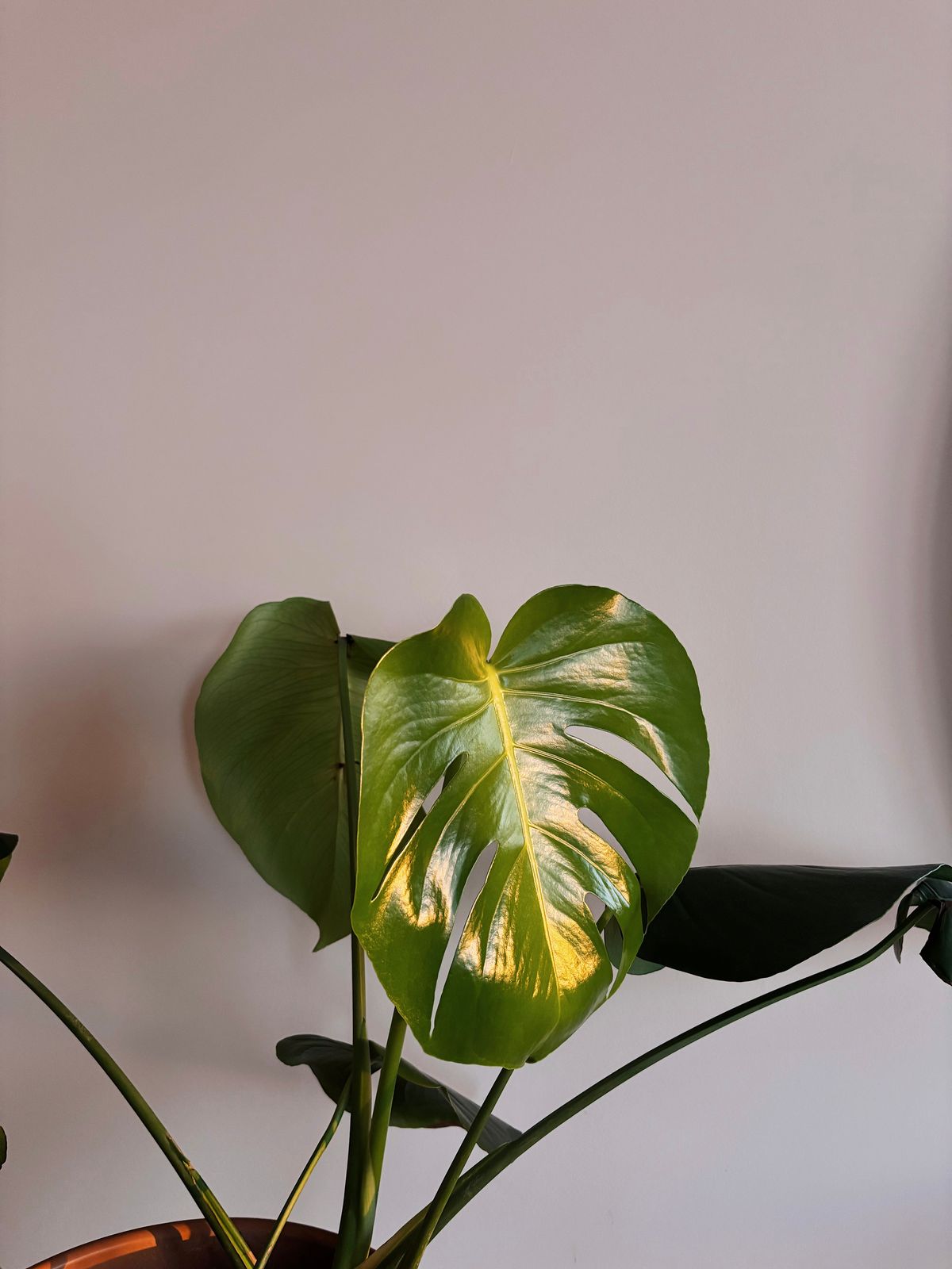 Monstera deliciosa with split leaves