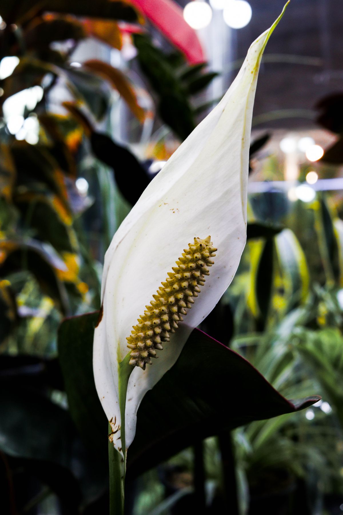 Peace lily (Spathiphyllum) with white spathes