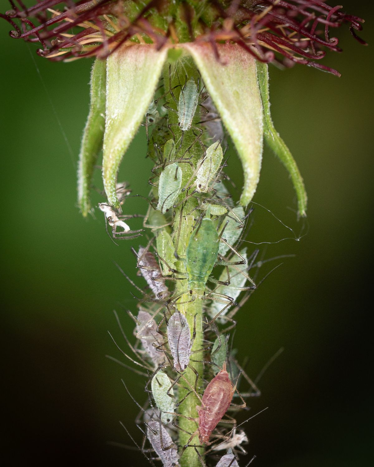 Close-up of aphids clustered on a plant stem