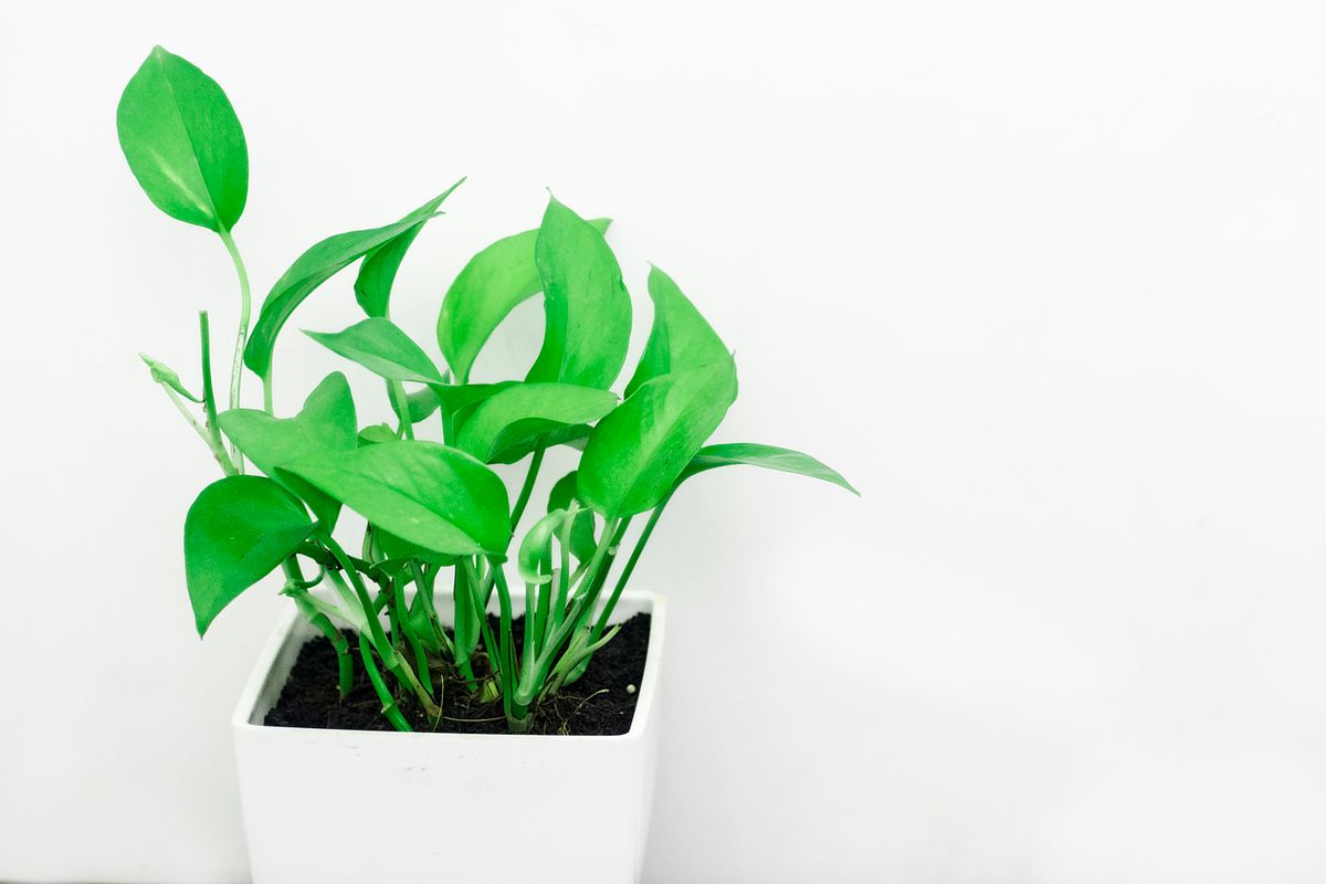 Golden pothos (Epipremnum aureum) in a pot