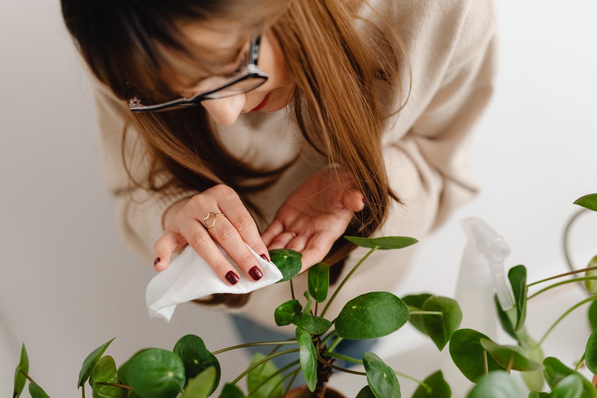 Wiping stems and leaves weekly catches scale early — and removes the sticky honeydew they leave behind