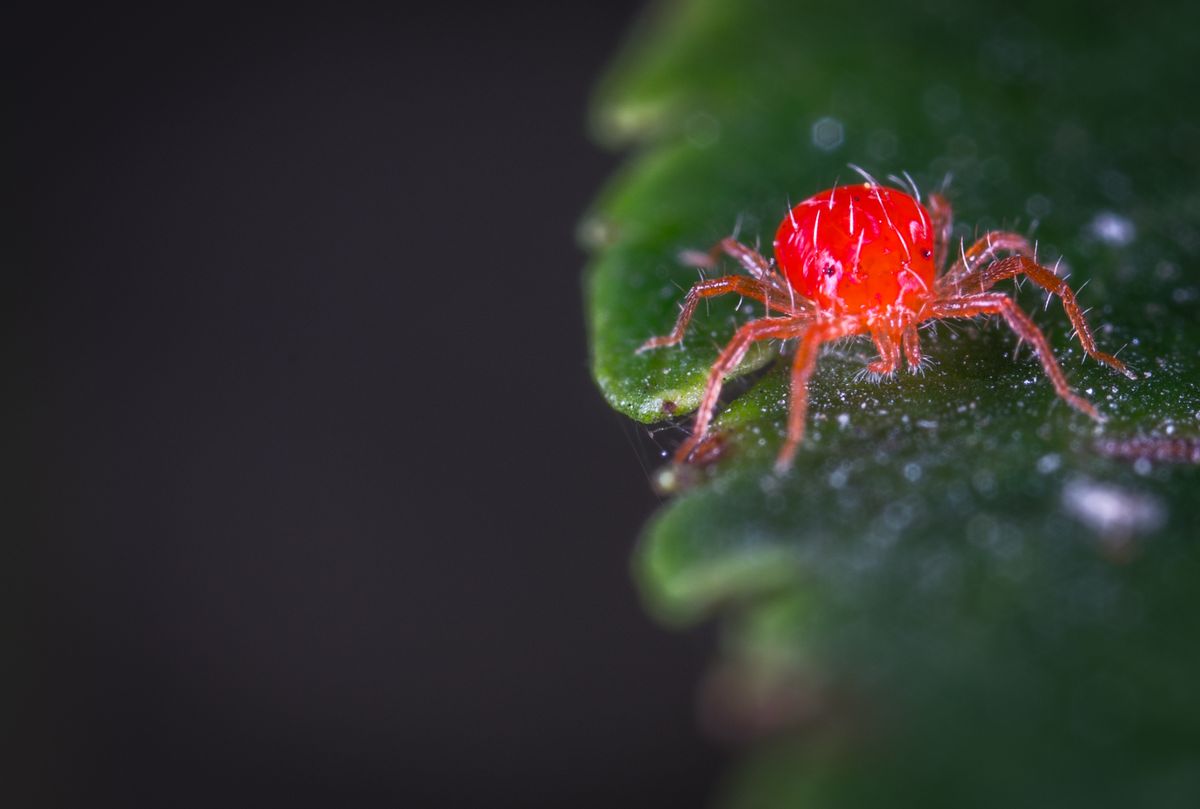 A red mite on a leaf, magnified. The mites themselves are tiny — you'll usually notice the stippled leaves and fine webbing first